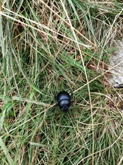 Trypocopris vernalis