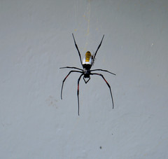 Trichonephila inaurata