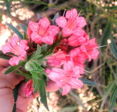 Lobostemon belliformis