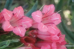 Lobostemon belliformis