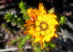 Oedera imbricata