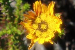 Oedera imbricata
