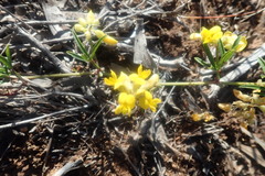 Rhynchosia ferulifolia