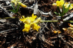 Rhynchosia ferulifolia