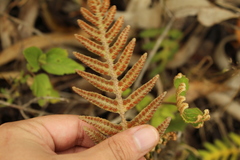 Pleopeltis orientalis