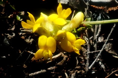 Rhynchosia ferulifolia