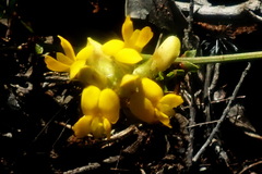 Rhynchosia ferulifolia