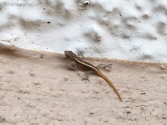 Cnemaspis mysoriensis