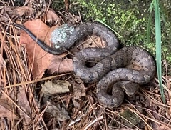Trimeresurus gracilis