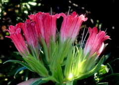 Lobostemon belliformis