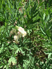 Dicentra nevadensis