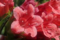 Lobostemon belliformis