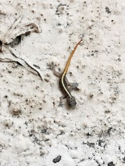 Cnemaspis mysoriensis