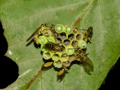 Polybioides raphigastra