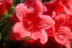 Lobostemon belliformis