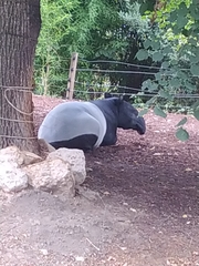 Tapirus indicus