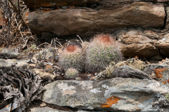 Parodia procera