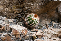 Parodia procera