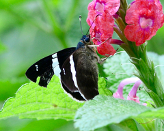 Astraptes brevicauda