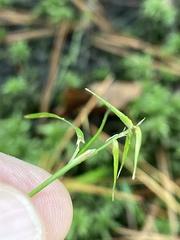 Carex collinsii