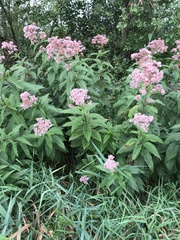 Eutrochium maculatum