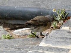 Motacilla capensis capensis