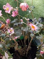 Eriocapitella × hybrida