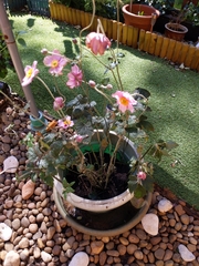 Eriocapitella × hybrida