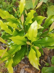 Syzygium aromaticum