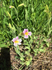 Erythranthe erubescens