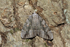 Catocala flebilis