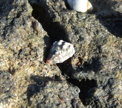 Echinolittorina natalensis