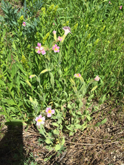 Erythranthe erubescens