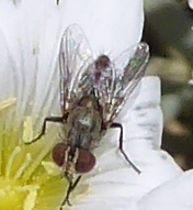 Miltogramminae