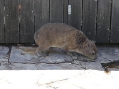 Procavia capensis capensis