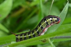 Hyles euphorbiarum