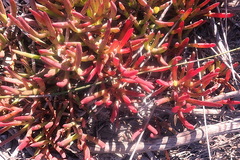 Carpobrotus muirii
