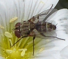 Miltogramminae