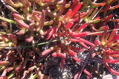 Carpobrotus muirii