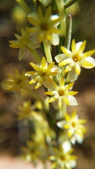Struthiola leptantha