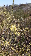 Struthiola leptantha