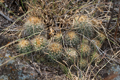 Parodia hausteiniana