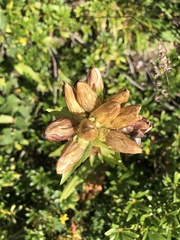 Gentiana