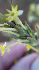 Struthiola leptantha