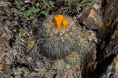 Parodia hausteiniana
