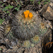 Parodia hausteiniana - Photo (c) Martin Lowry, some rights reserved (CC BY-NC), uploaded by Martin Lowry