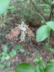Akanthomyces aculeatus