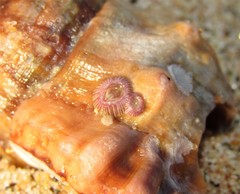 Amphibalanus venustus