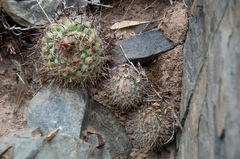 Parodia nivosa