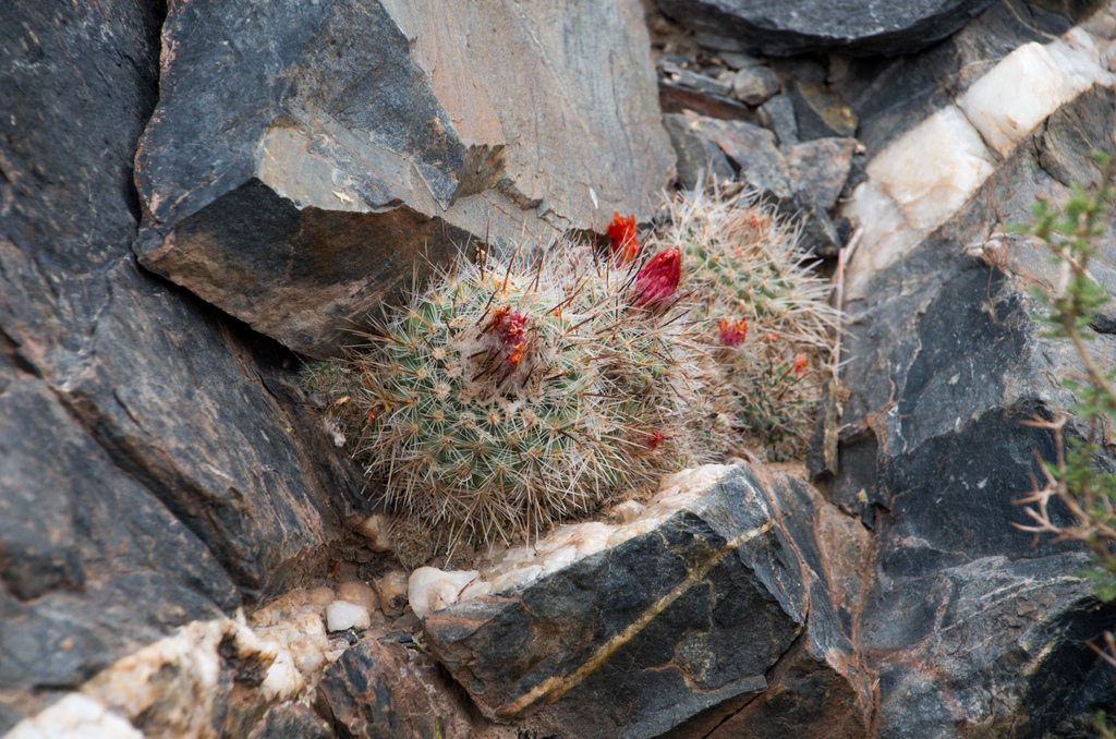 Parodia nivosa